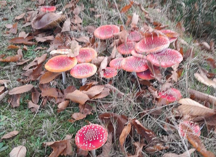 Luchtfoto van Huisje in Elim, een vakantiehuis in Elim, Zuidwest Drenthe, omgeven door weelderige natuur en groene landschappen.