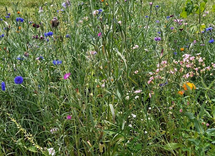 Gezellige open haard in Huisje in Elim, vakantiehuis in Elim, Zuidwest Drenthe, creeert een warme sfeer in de woonkamer.