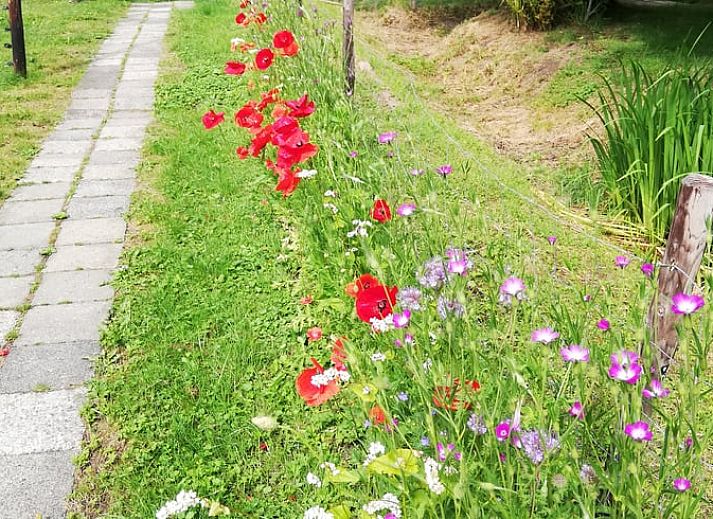 Uitzicht vanaf de veranda van vakantiehuis in Elim, Drenthe, met groene tuin en zonlicht.