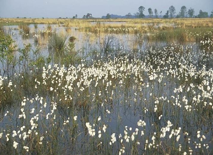 Ferienhaus in Ansen, im Suedwesten von Drenthe, umgeben von viel Gruen und rustikaler Natur.