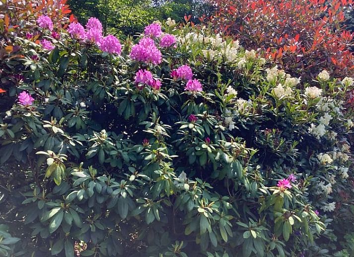 Gruener Garten am Ferienhaus in Ansen, Suedwest-Drenthe, mit Vogeltraenke.
