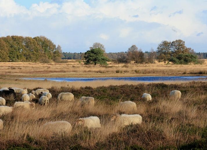 Gezellige binnenruimte met open haard in Vakantiehuisje in Ansen, Drenthe.