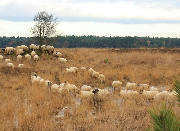 Gezellige binnenruimte met open haard in Vakantiehuisje in Ansen, Drenthe.