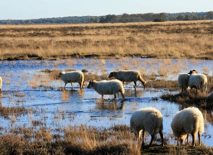 Gezellige binnenruimte met open haard in Vakantiehuisje in Ansen, Drenthe.