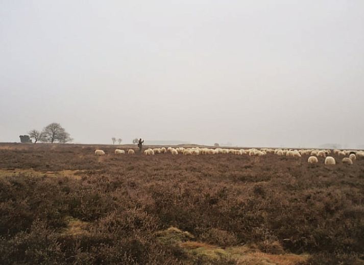 Gezellige binnenruimte met open haard in Vakantiehuisje in Ansen, Drenthe.