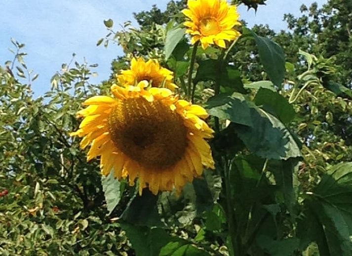 Attraktives Schlafzimmer im Ferienhaus in Nijeveen, Suedwest-Drenthe, mit Blick auf die Muehle und farbenfrohem Bettzeug.
