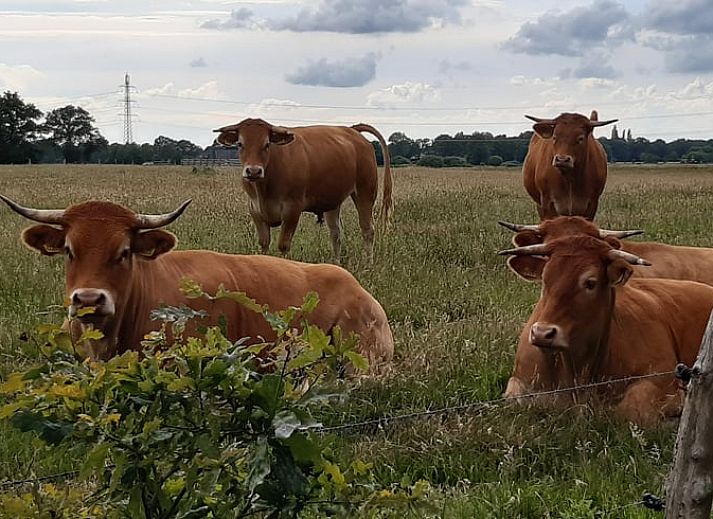 Unterkunft 203308 - Ferienhaus Zuidwest Drenthe - Huisje in Veeningen