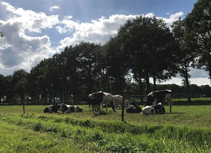 Moderne keuken in Vakantiehuis in Frederiksoord, Zuidwest Drenthe, compleet met houten afwerking en praktische inrichting.