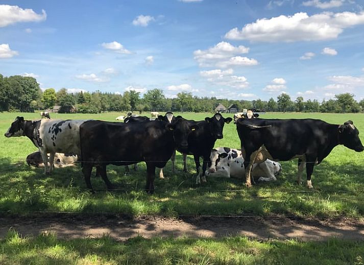 Volledig uitgeruste keuken in Vakantiehuis in Frederiksoord, Zuidwest Drenthe met vaatwasser en moderne apparatuur.
