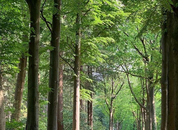 Unterkunft 203512 - Ferienhaus Zuidwest Drenthe - Vakantiehuis in Frederiksoord