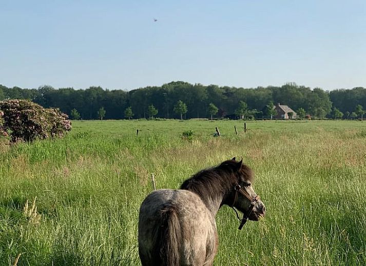 Unterkunft 203512 - Ferienhaus Zuidwest Drenthe - Vakantiehuis in Frederiksoord