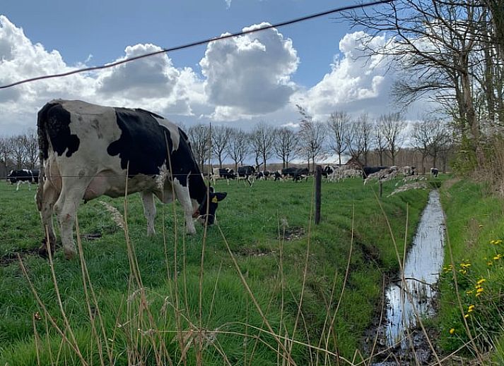 Unterkunft 203512 - Ferienhaus Zuidwest Drenthe - Vakantiehuis in Frederiksoord