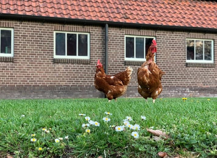 Unterkunft 203512 - Ferienhaus Zuidwest Drenthe - Vakantiehuis in Frederiksoord