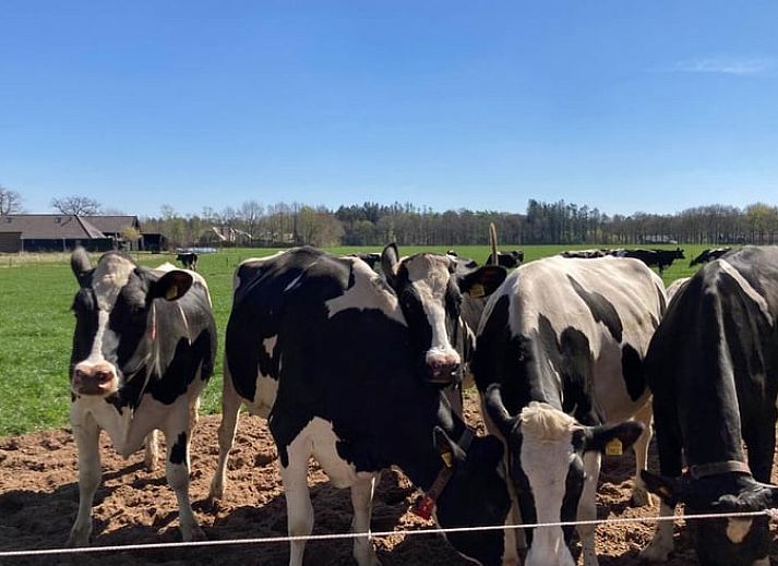 Unterkunft 203512 - Ferienhaus Zuidwest Drenthe - Vakantiehuis in Frederiksoord