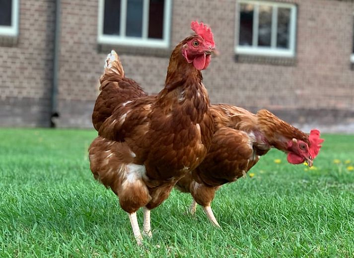 Unterkunft 203512 - Ferienhaus Zuidwest Drenthe - Vakantiehuis in Frederiksoord