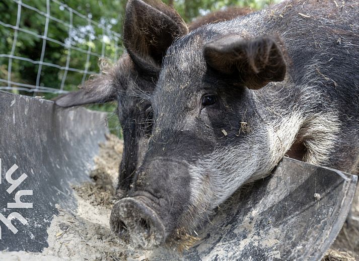View of meadow at DG1027 vacation home in Frederiksoord, Drenthe with comfortable chairs.