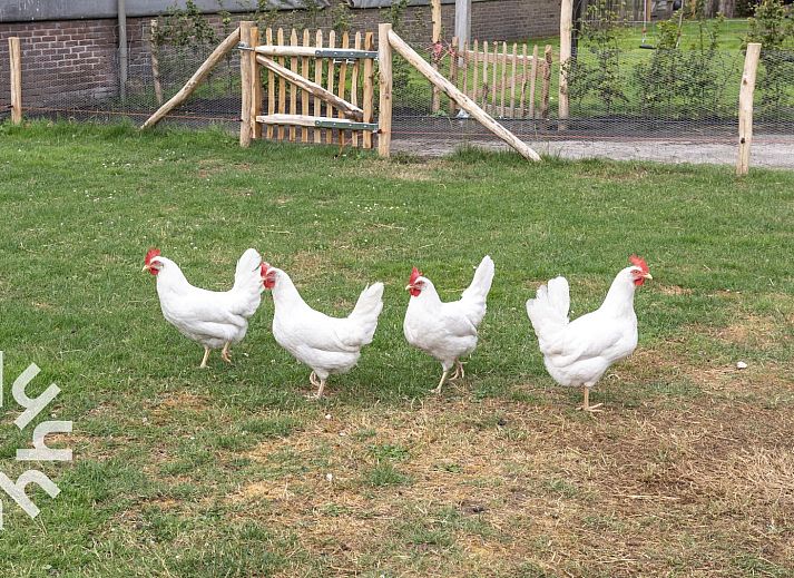 Cows in the meadow, near DG1027 vacation home in Frederiksoord, Drenthe.
