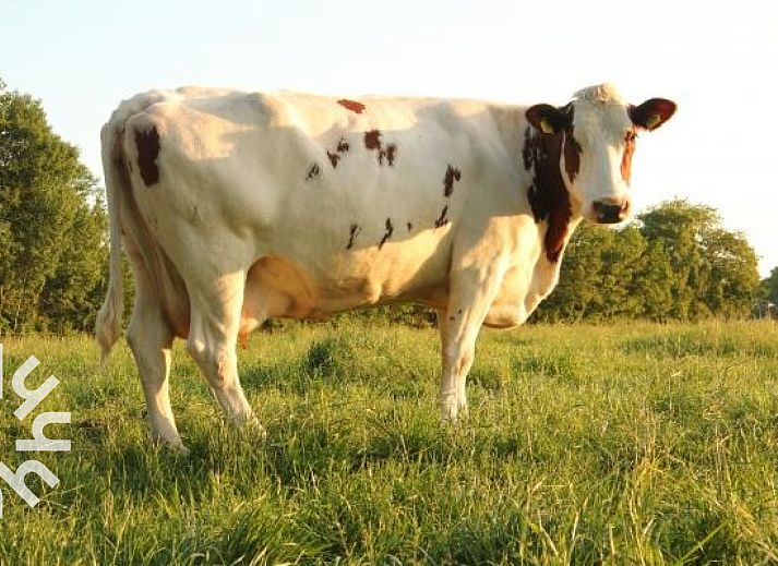 Luftaufnahme der DG016 Ferienunterkunft in Zuidwolde-Linde, umgeben von Natur in Drenthe.