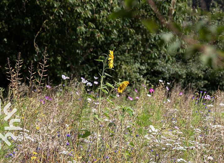Kuh auf der Wiese bei DG016 Ferienhaus in Zuidwolde-Linde, Drenthe.