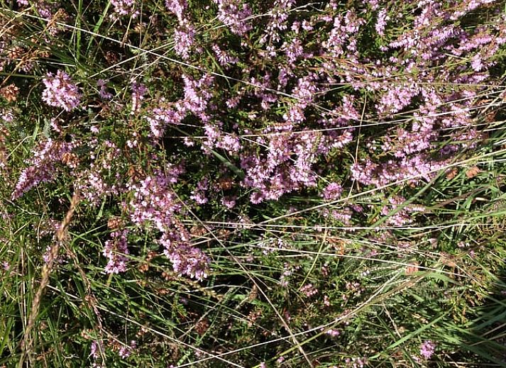 Modern kitchen in vacation home Cottage in Dwingeloo, Lhee, with stylish wooden cabinets in Drenthe.