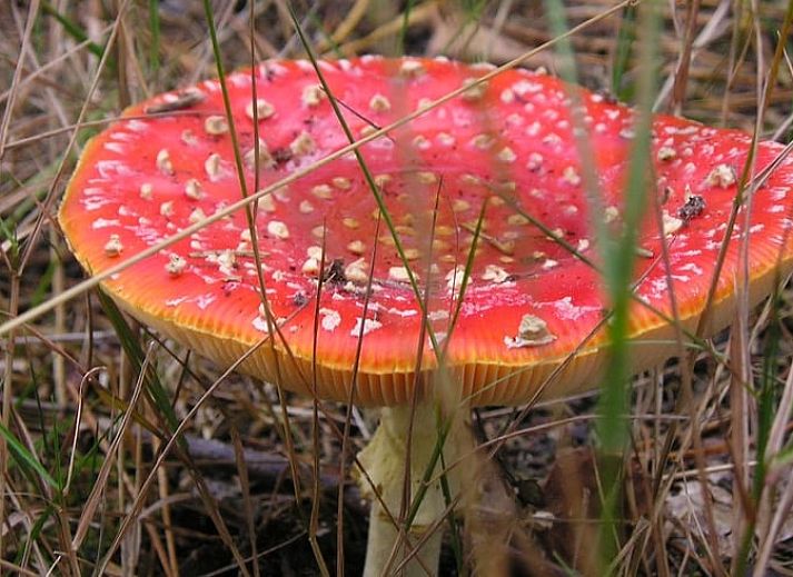 Spacious kitchen with lots of light in Cottage in Dwingeloo, Lhee, perfect for a comfortable stay.