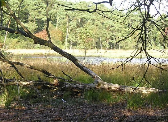 Cozy terrace at vacation home Cottage in Dwingeloo, Lhee, surrounded by nature in Southwest Drenthe.