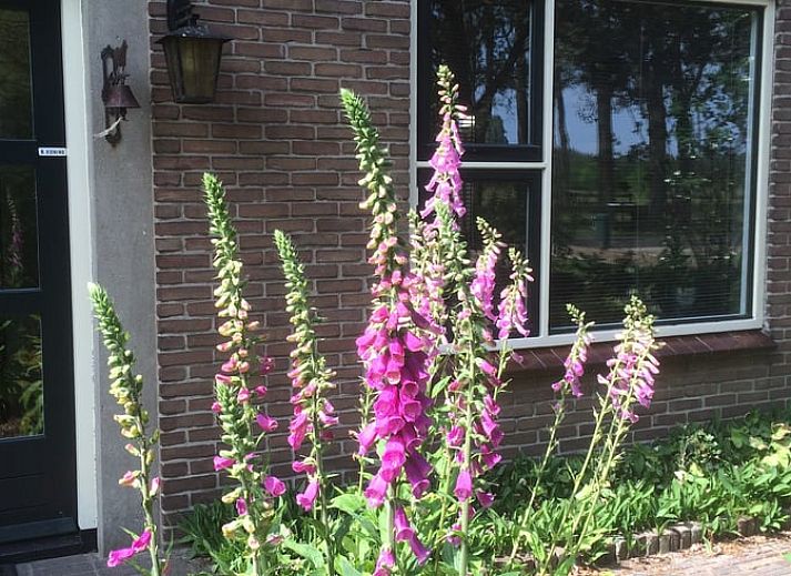 Cozy terrace at vacation home Cottage in Dwingeloo, Lhee, surrounded by nature in Southwest Drenthe.