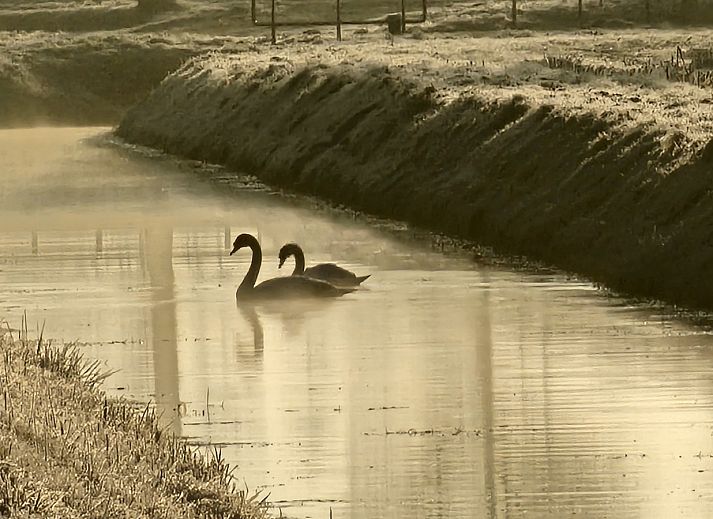 Vacation home DG2027 in Dieverbrug, Southwest Drenthe, surrounded by nature with artificial metal birds in the garden.