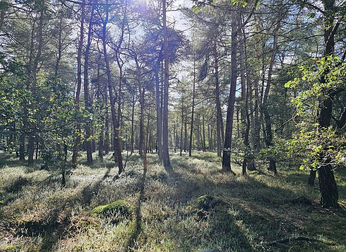 Geniessen Sie die Ruhe auf der Terrasse des Ferienhauses DG2026 in Dieverbrug, im Suedwesten der Provinz Drenthe, umgeben von gruener Natur und laendlichem Charme.