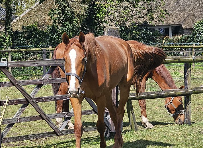 Entdecken Sie die ruhige, waldreiche Umgebung des Ferienhauses DG2026 in Dieverbrug, im Suedwesten von Drenthe, ideal fuer Naturliebhaber.