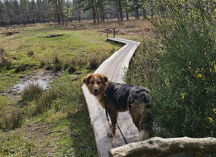 Winterlicher Charme im Ferienhaus DG2026 in Dieverbrug, im Suedwesten von Drenthe, umgeben von verschneiter Natur und einer rustikalen Holzsauna.