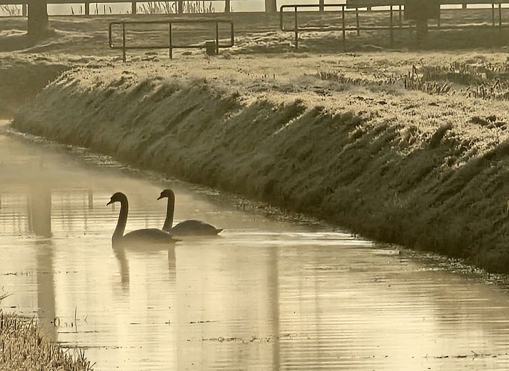 Gemuetliche Kueche im Ferienhaus DG2026, Dieverbrug, Suedwest-Drenthe. Geniessen Sie einen stimmungsvollen Innenraum mit modernen Annehmlichkeiten.