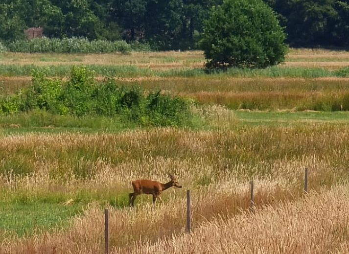 Luftaufnahme des Ferienhauses in Oude Willem, Suedwest-Drenthe, mit grossem Garten und gruener Umgebung.