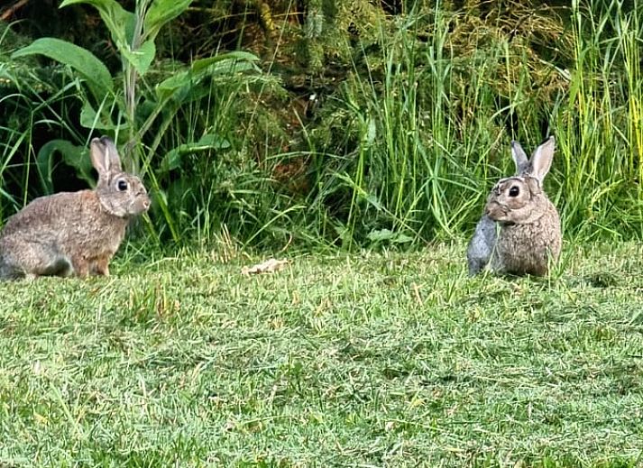 Blick vom Ferienhaus in Oude Willem ueber die weite Landschaft im Suedwesten von Drenthe, ideal fuer Naturliebhaber.