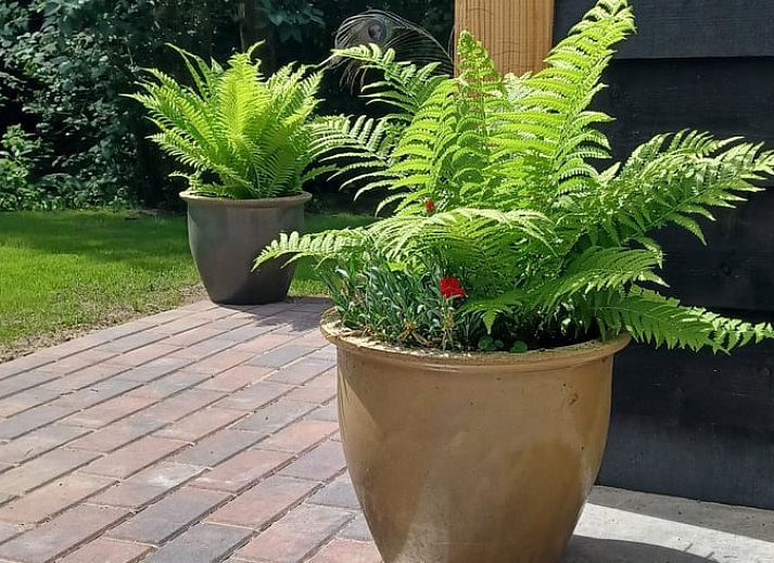 Spacious terrace at Holiday home in Oude Willem, located in green Drenthe.
