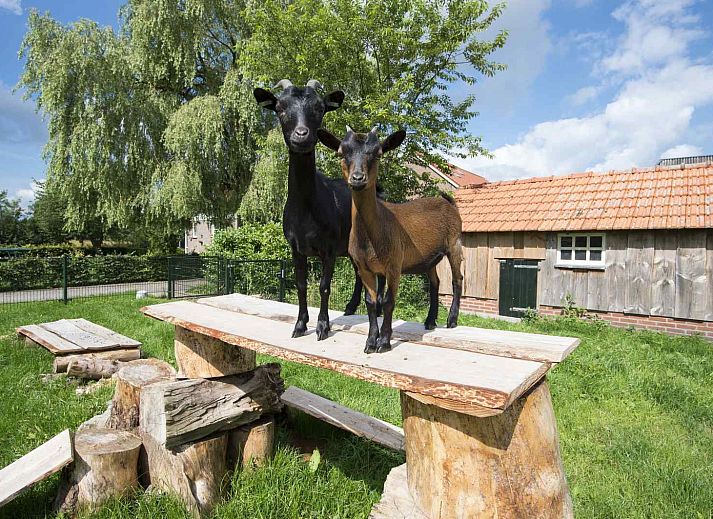 Luchtfoto van DG1556 vakantiehuis en omgeving in Oude Willem, Zuidwest Drenthe omgeven door uitgestrekte natuur.