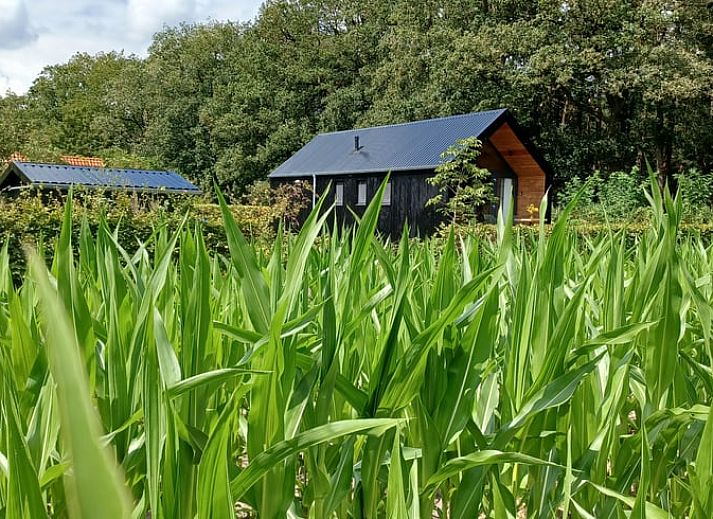 Huisje in Hollandscheveld omgeven door groen in Zuidwest Drenthe.