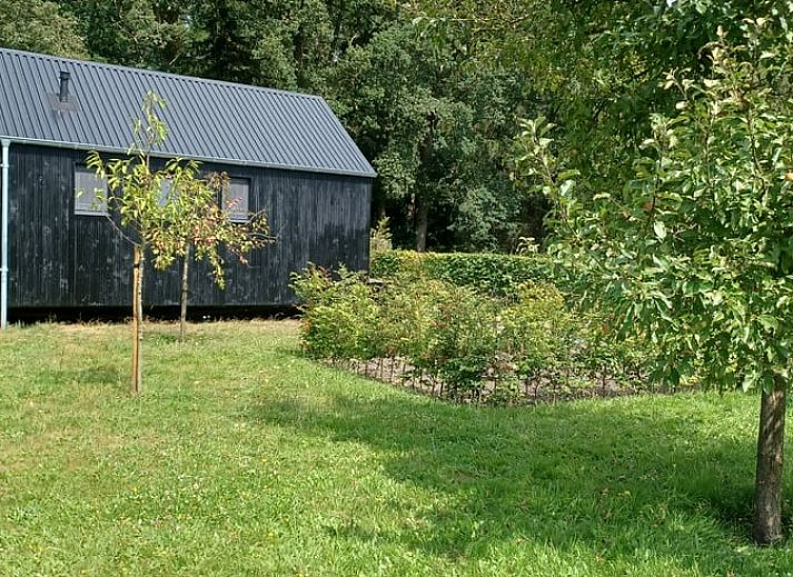 Terras van Huisje in Hollandscheveld met zonnebloemen, gelegen in Drenthe.