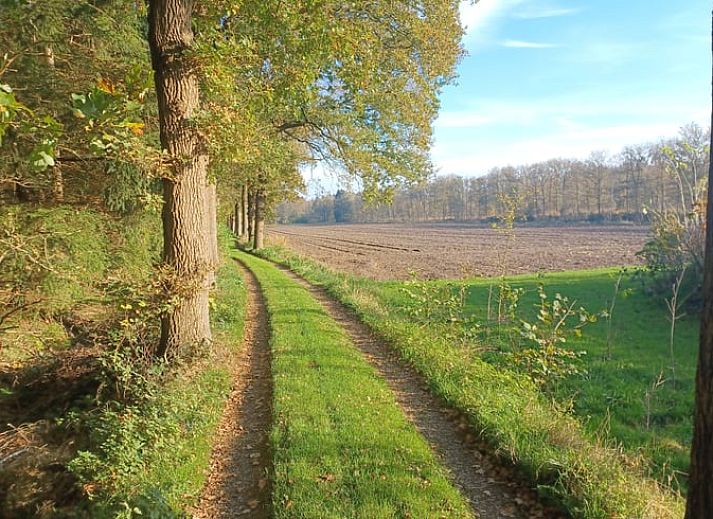 Terras van Huisje in Hollandscheveld met zonnebloemen, gelegen in Drenthe.