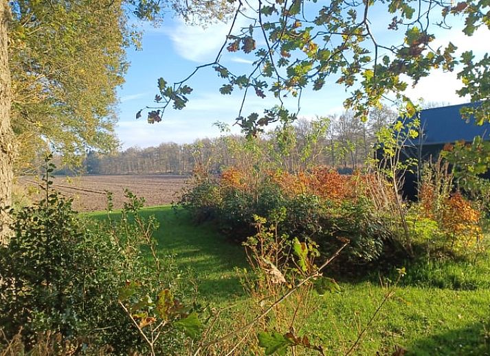 Terras van Huisje in Hollandscheveld met zonnebloemen, gelegen in Drenthe.
