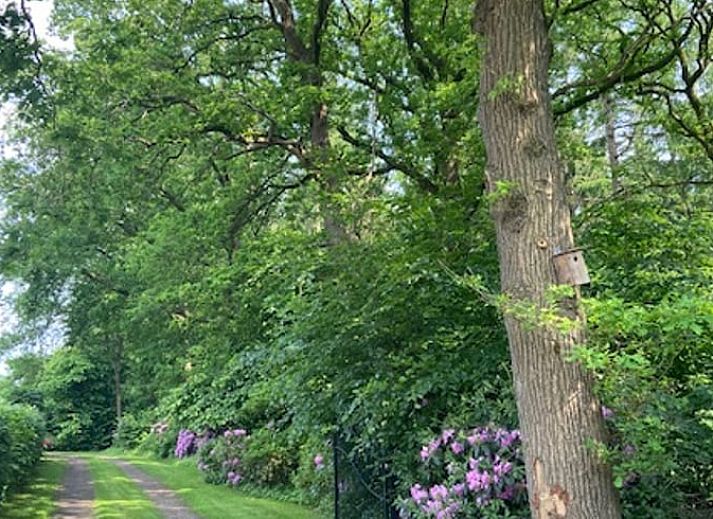Uitzicht vanaf de binnenruimte van Huisje in Hollandscheveld op Drentse natuur.