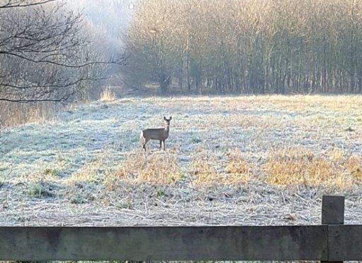 Unterkunft 204114 - Ferienhaus Zuidwest Drenthe - Huisje in Hollandscheveld