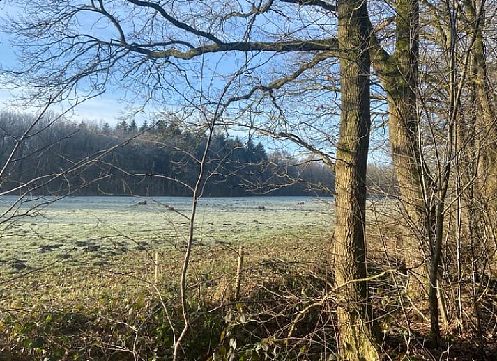 Toegangsweg naar Vakantiehuisje in Hollandscheveld, omgeven door bosrijk Zuidwest Drenthe, Drenthe.