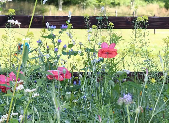 Verblijf 204901 - Appartement Zuidwest Drenthe - Vakantiehuis Darp