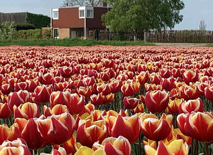 Verblijf 211004 - Vakantiewoning Oostelijk Flevoland - FL023