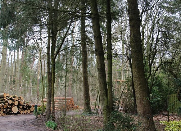 Unterkunft 230127 - Ferienhaus Friese bossen - Vakantiehuisje in Oudemirdum