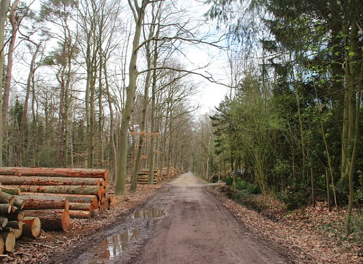 Unterkunft 230127 - Ferienhaus Friese bossen - Vakantiehuisje in Oudemirdum