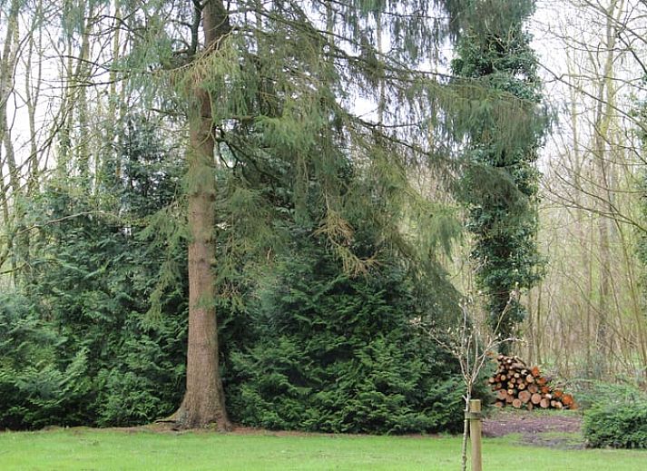 Unterkunft 230127 - Ferienhaus Friese bossen - Vakantiehuisje in Oudemirdum