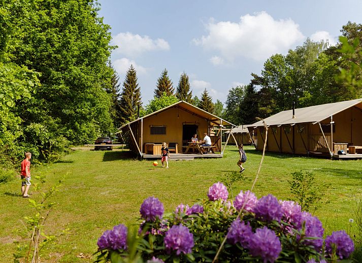 Guest house 230332 • Tent house Friese bossen • Safaritent de Wold Lodge