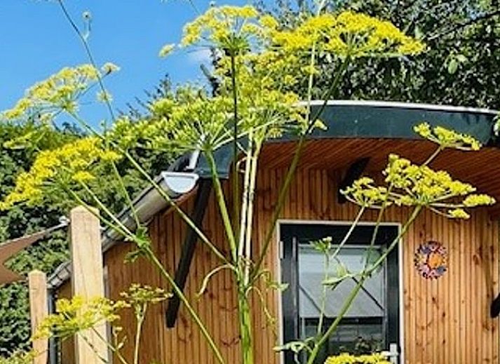 Charmantes Ferienhaus in Appelscha, Friesland, umgeben von bluehender Natur und friesischen Waeldern.